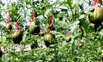 西海岸新区大场西瓜睡吊袋身价高